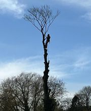 Delé Thomas image 1