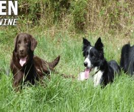 Chiens Zen image 2