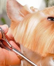 Beaute Canine image 3
