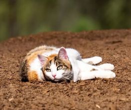 Entdecken Sie hochwertigen Katzenbedarf bei Tier im Mittelpunkt – von gesundem Katzenfutter über Snacks bis hin zu Ergänzungsfutter. Für Vitalität, Wohlbefinden und eine artgerechte Ernährung Ihrer Katze.