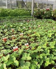 Dessapt Horticulture image 14
