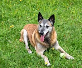 Hundeschule Wauschlau - Hausbesuche Hundetraining direkt bei dir zu Hause: In gewohnter Umgebung zeigt die Hundeschule Wauschlau effektive Methoden zur Korrektur von Verhaltensauffälligkeiten und gibt praxisnahe Tipps für Alltag und Training.