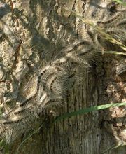 Herman Vaessen afbeelding 4