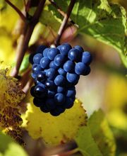 Fleurot Louis image 6