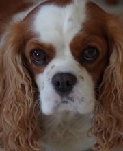 Asenack Association image 18