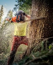 Forst Aletsch Bild 4