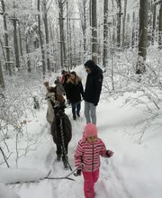 Alpaka Trekking Balmberg Tannenheim Bild 4