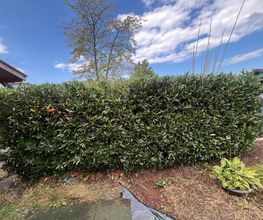Haus-&Gartenservice Rose Bild 25