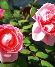 Matter Garten AG Bild 7