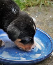 Tierarztpraxis Opher Berger AG Bild 2