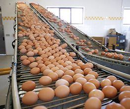 granja-la-pardilla-seleccion-huevos-04.jpg