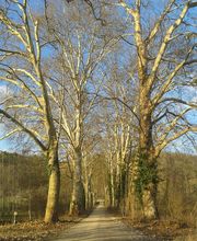 Au coeur de l'arbre image 2