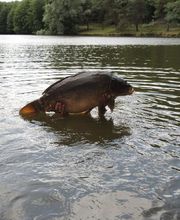 Grunevald Eméric image 3