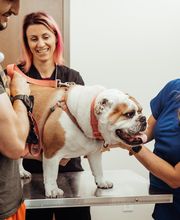 Founders Green Animal Hospital image 9