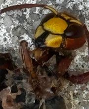 Stop Frelons image 1