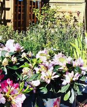 Bricomarché Saint-Agathon image 3