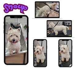 Douceur Canine image 9