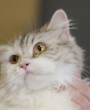 Vétérinaire des Plaines-du-Loup Bild 11