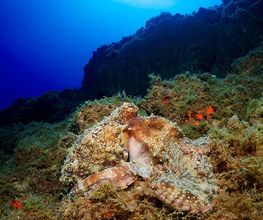 BRISUB imagen 8