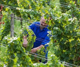 Weingut Erich Ferckel Bild 17