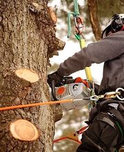Vista Valley Tree Service Inc image 17