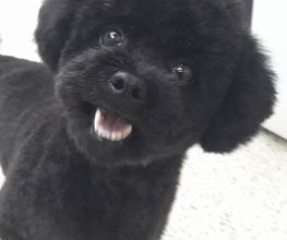 Hundesalon Pfiffikus Bild 7