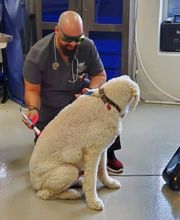 Westwood Regional Veterinary Hospital image 13