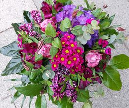 Blumen Anemone Bild 1