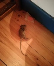 Ets Chabrier Traitement des Bois image 9