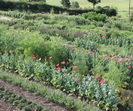 Jardin d'even image 3