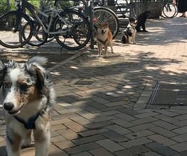 Küstenwolf Hundetraining Kiel Bild 11