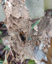 KH Anti-Nuisibles 3D image 8