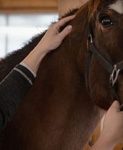 Kinemal Massage und Gesundheitspraxis/ Horseinmotion Pferdephysiotherapie und Futter-Shop Bild 6