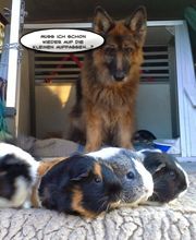 Hund hetzt und Jagt andere Tiere