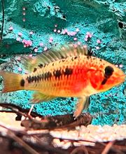 Aquasalvaje imagen 17