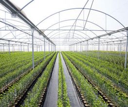 cultivo-empresa-04.jpg