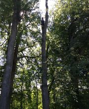 Arboteam SARL image 6