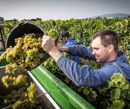 Weingut Erich Ferckel Bild 4