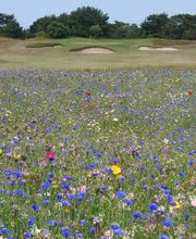 golf de frehel sables d'or les pins image 3