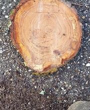 Beaudout Raphael image 10