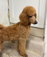 Armelle Toiletteuse Chiens Et Chats image 9