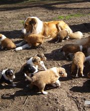 Collies vom Kaninchenhof Bild 4