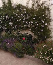 Jardins d'Ile image 11