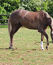 Les Ecuries De L Odon image 2