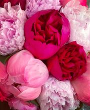 Morisset Sylvie image 5