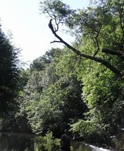 Rivolet Area image 4