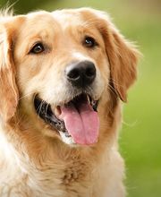 Chartiers Animal Hospital Ltd image 5