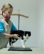 Tierarztpraxis Rösslimatte GmbH Bild 3