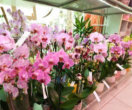 Le Langage Des Fleurs image 4