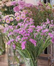 Las Flores de Carlos imagen 1